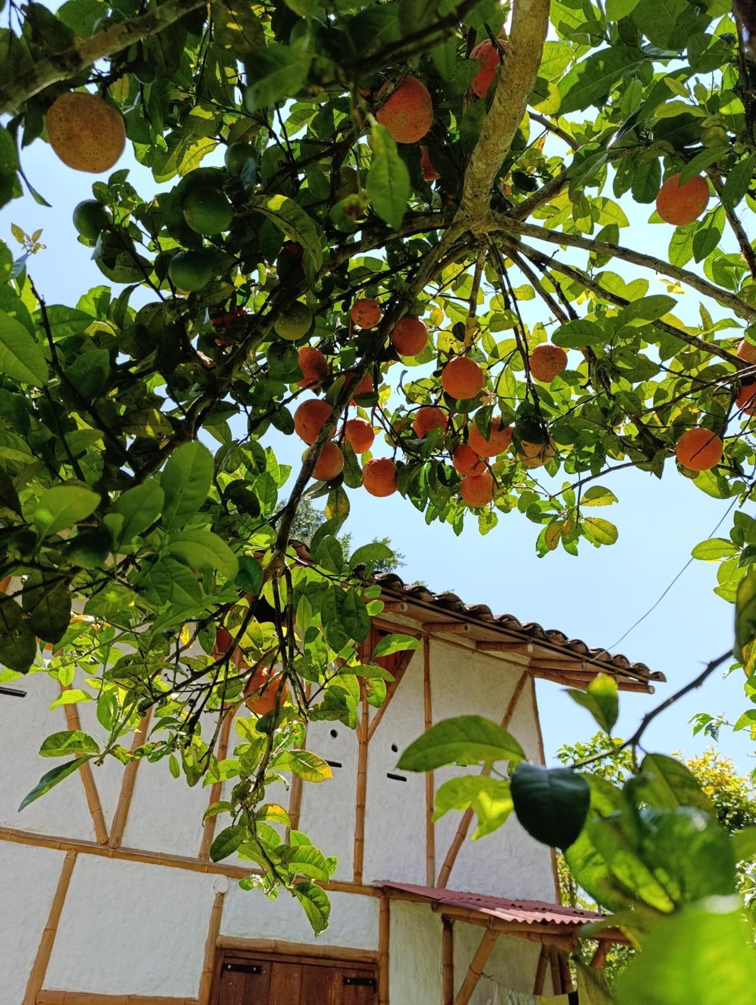 Casa Entera Finca Cometa San Agustin  Luaran gambar